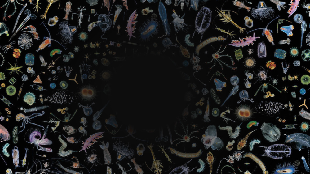 A densely packed arrangement of plankton on a black background with a circular blank area in the centre.